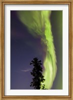 Aurora Borealis with Tree and Shooting Star, Yukon, Canada Fine Art Print