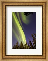 Aurora Borealis with Trees, Whitehorse, Canada Fine Art Print