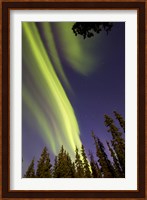 Aurora Borealis with Trees, Whitehorse, Canada Fine Art Print