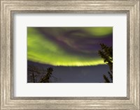 Aurora Borealis with Trees, Yukon, Canada Fine Art Print