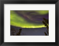 Aurora Borealis with Trees, Yukon, Canada Fine Art Print