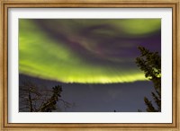 Aurora Borealis with Trees, Yukon, Canada Fine Art Print