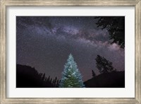 Pine Tree Glows Under the Arch of the Milky Way Fine Art Print