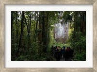 Tane Mahuta, Giant Kauri tree in Waipoua Rainforest, North Island, New Zealand Fine Art Print