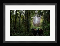 Tane Mahuta, Giant Kauri tree in Waipoua Rainforest, North Island, New Zealand Fine Art Print