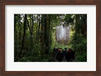 Tane Mahuta, Giant Kauri tree in Waipoua Rainforest, North Island, New Zealand Fine Art Print