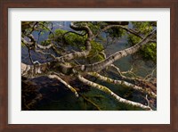 New Zealand, Silver Beech tree branches Fine Art Print