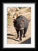 Australia, Tasmanian Devil wildlife Fine Art Print
