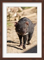 Australia, Tasmanian Devil wildlife Fine Art Print