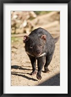 Australia, Tasmanian Devil wildlife Fine Art Print
