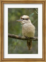 Kookaburra Bird, Tasmania, Australia Fine Art Print