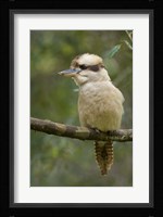 Kookaburra Bird, Tasmania, Australia Fine Art Print