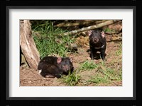 Pair of Tasmanian Devils Fine Art Print