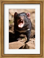 Angry Tasmanian Devil Fine Art Print