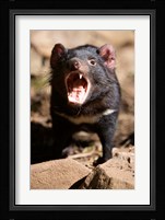 Angry Tasmanian Devil Fine Art Print