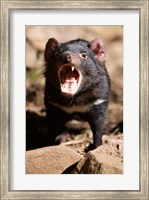 Angry Tasmanian Devil Fine Art Print
