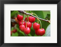 Cherries, Orchard near Cromwell, Central Otago, South Island, New Zealand Fine Art Print