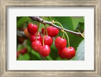 Cherries, Orchard near Cromwell, Central Otago, South Island, New Zealand Fine Art Print