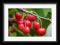 Cherries, Orchard near Cromwell, Central Otago, South Island, New Zealand Fine Art Print