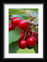 Cherry Orchard, Central Otago, South Island, New Zelaland Fine Art Print