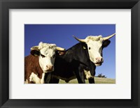 Dairy Cows, New Zealand Fine Art Print