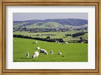 Farmland at Milburn, South Otago, South Island, New Zealand Fine Art Print
