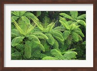 Ferns, AH Reed Memorial Kauri Park, Whangarei, Northland Fine Art Print