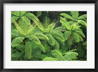Ferns, AH Reed Memorial Kauri Park, Whangarei, Northland Fine Art Print