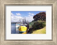 Fishing Boats, Tauranga Harbor, Tauranga, New Zealand Fine Art Print