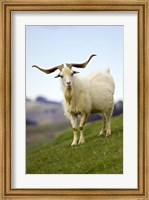 Goat, Taieri, near Dunedin, South Island, New Zealand Fine Art Print