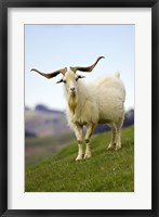 Goat, Taieri, near Dunedin, South Island, New Zealand Fine Art Print