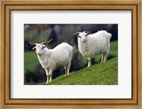 Pair of Goats, Taieri, South Island, New Zealand Fine Art Print