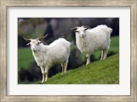 Pair of Goats, Taieri, South Island, New Zealand Fine Art Print