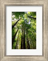 Redwood Forest, Rotorua, New Zealand Fine Art Print