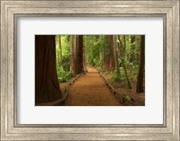 Path through Redwood Forest, Rotorua, New Zealand Fine Art Print