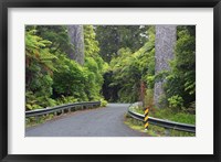 Road between Kauri Trees, Waipoua Kauri Forest, Northland, New Zealand Fine Art Print