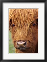 Scottish Cow, Deer Park Heights, Queenstown, South island, New Zealand Fine Art Print