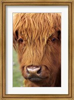Scottish Cow, Deer Park Heights, Queenstown, South island, New Zealand Fine Art Print