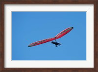 Hang glider, Otago Peninsula, South Island, New Zealand Fine Art Print