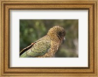 Kea, New Zealand Alpine Parrot, South Island, New Zealand Fine Art Print