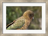 Kea, New Zealand Alpine Parrot, South Island, New Zealand Fine Art Print