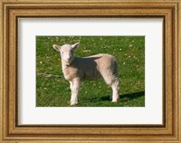 New Lamb, South Island, New Zealand Fine Art Print