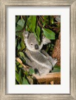 Australia, Brisbane, Fig Tree Pocket, Koala Bears Fine Art Print