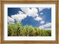 Pioneer Valley-Sugar Cane Field, , Marian, Whitsunday Coast, Queensland Fine Art Print