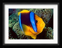 Anemonefish, Great Barrier Reef, Australia Fine Art Print