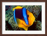 Anemonefish, Great Barrier Reef, Australia Fine Art Print