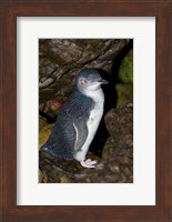 Australia, Bass Strait, Little blue penguin Fine Art Print