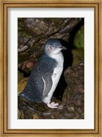 Australia, Bass Strait, Little blue penguin Fine Art Print