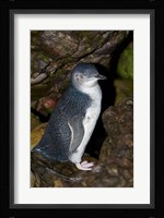 Australia, Bass Strait, Little blue penguin Fine Art Print