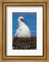 Australia, Tasmania, Bass Strait Albatross chick Fine Art Print